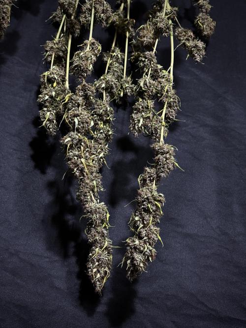 Dognabis 035 Permanent Marker (Zamnesia). Week 15 - Extra harvest day photos 