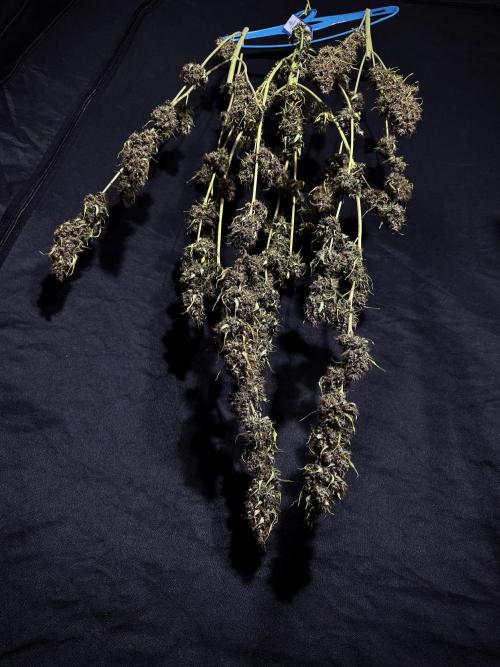 Dognabis 035 Permanent Marker (Zamnesia). Week 15 - Extra harvest day photos 