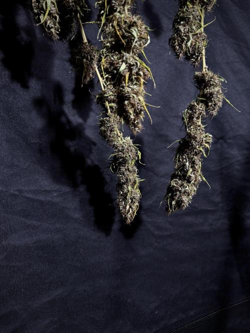 Dognabis 035 Permanent Marker (Zamnesia). Week 15 - Extra harvest day photos 