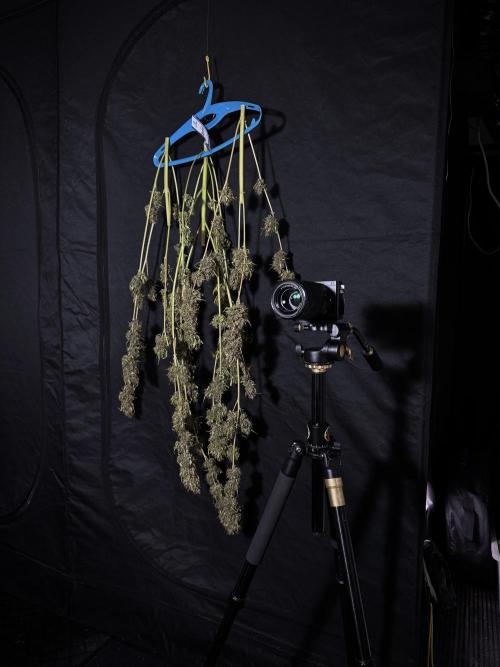 Dognabis 035 Permanent Marker (Zamnesia). Week 15 - Extra harvest day photos 