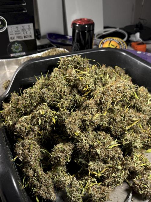 Dognabis 035 Permanent Marker (Zamnesia). Week 15 - Extra harvest day photos 