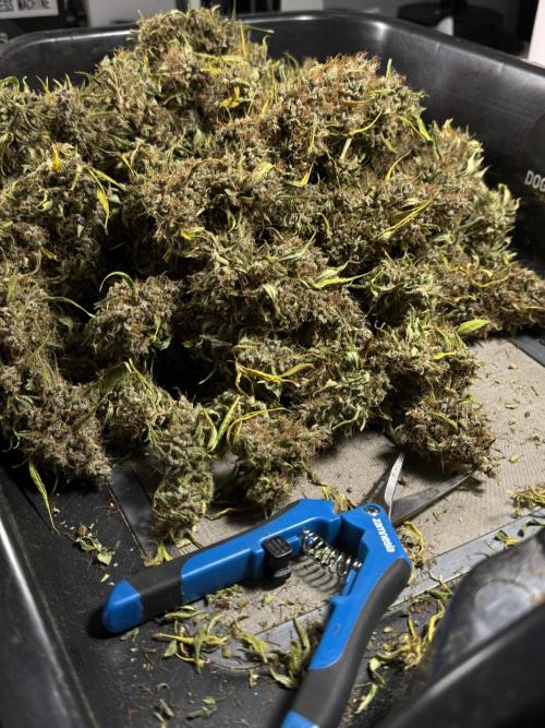 Dognabis 035 Permanent Marker (Zamnesia). Week 15 - Extra harvest day photos 