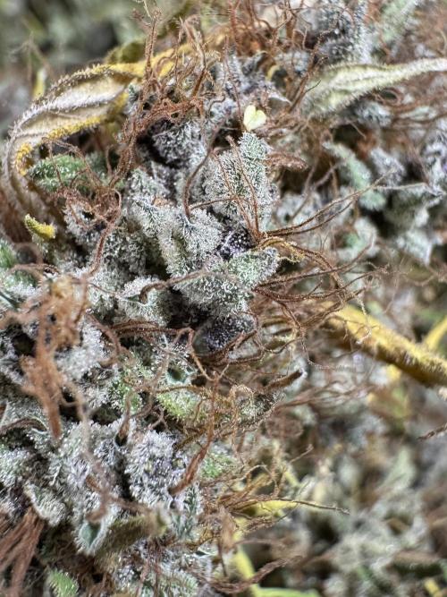 Dognabis 035 Permanent Marker (Zamnesia). Week 15 - Extra harvest day photos 