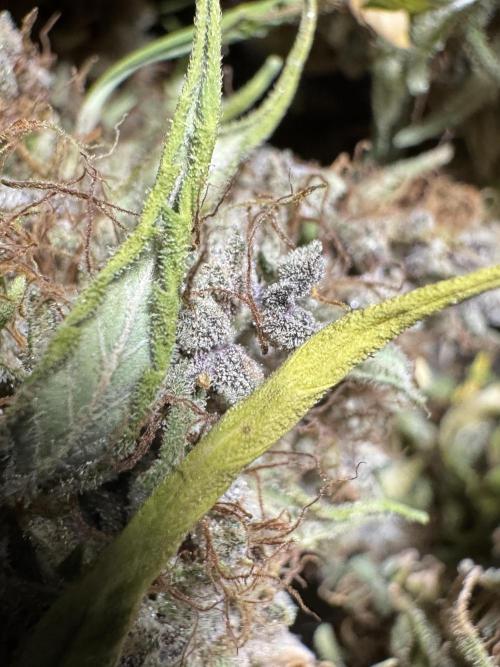 Dognabis 035 Permanent Marker (Zamnesia). Week 15 - Extra harvest day photos 