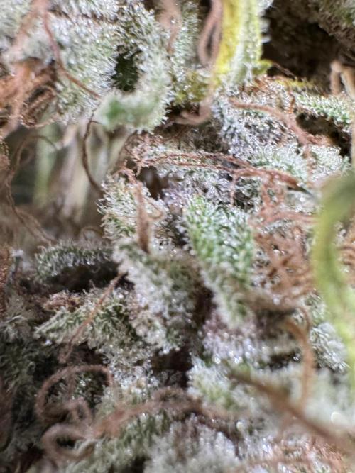 Dognabis 035 Permanent Marker (Zamnesia). Week 15 - Extra harvest day photos 