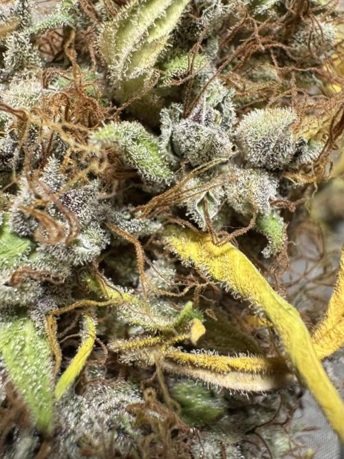 Dognabis 035 Permanent Marker (Zamnesia). Week 15 - Extra harvest day photos 