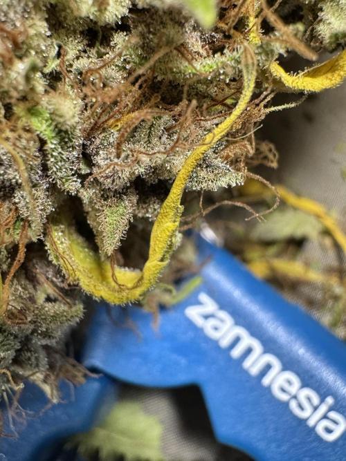 Dognabis 035 Permanent Marker (Zamnesia). Week 15 - Extra harvest day photos 