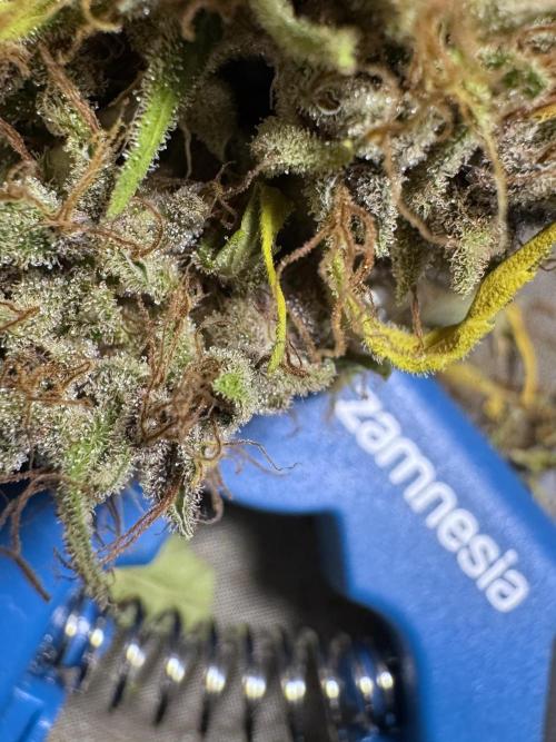 Dognabis 035 Permanent Marker (Zamnesia). Week 15 - Extra harvest day photos 