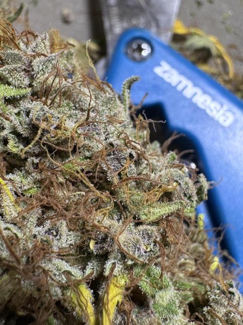 Dognabis 035 Permanent Marker (Zamnesia). Week 15 - Extra harvest day photos 