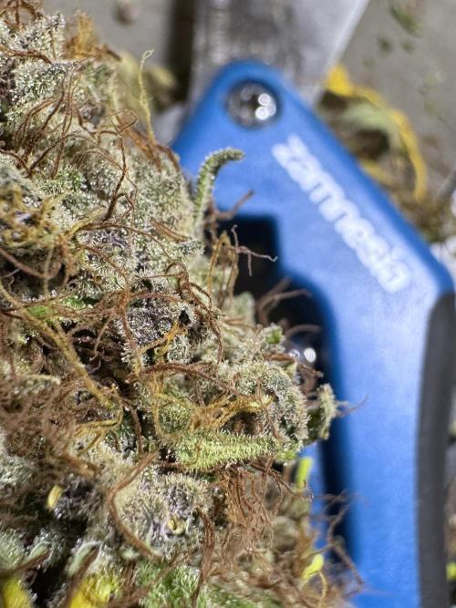 Dognabis 035 Permanent Marker (Zamnesia). Week 15 - Extra harvest day photos 