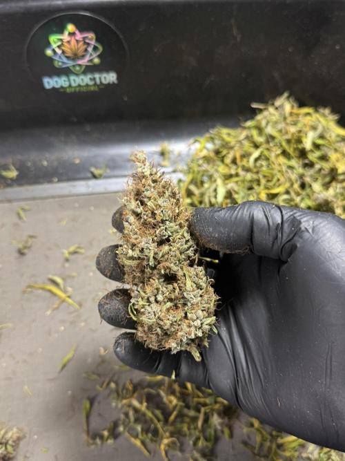 Dognabis 035 Permanent Marker (Zamnesia). Week 15 - Extra harvest day photos 