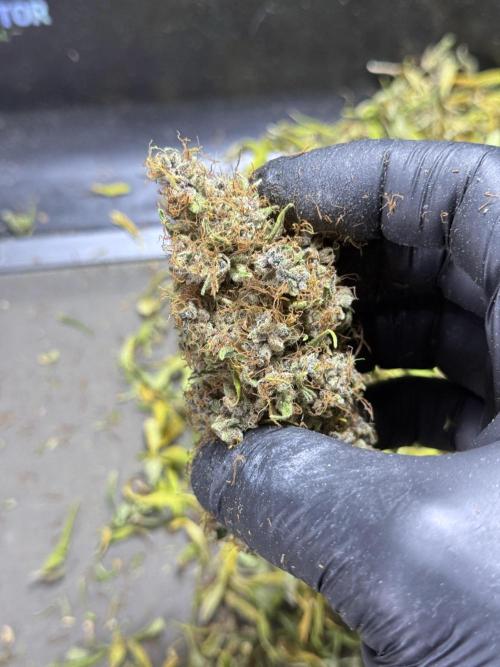 Dognabis 035 Permanent Marker (Zamnesia). Week 15 - Extra harvest day photos 