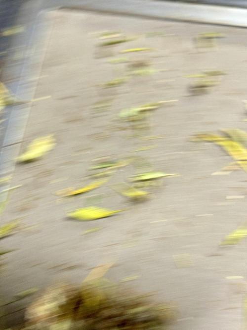 Dognabis 035 Permanent Marker (Zamnesia). Week 15 - Extra harvest day photos 