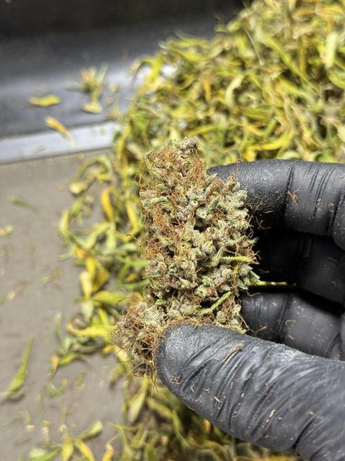 Dognabis 035 Permanent Marker (Zamnesia). Week 15 - Extra harvest day photos 