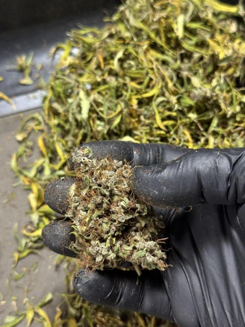 Dognabis 035 Permanent Marker (Zamnesia). Week 15 - Extra harvest day photos 