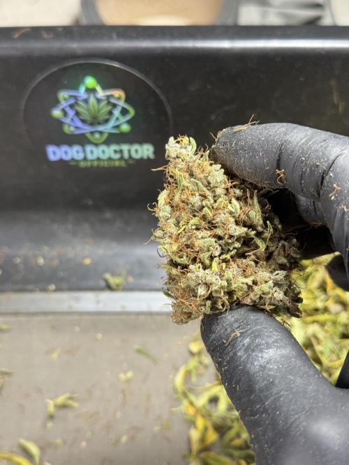 Dognabis 035 Permanent Marker (Zamnesia). Week 15 - Extra harvest day photos 