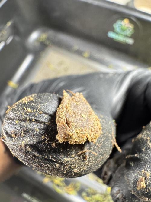 Dognabis 035 Permanent Marker (Zamnesia). Week 15 - Extra harvest day photos 