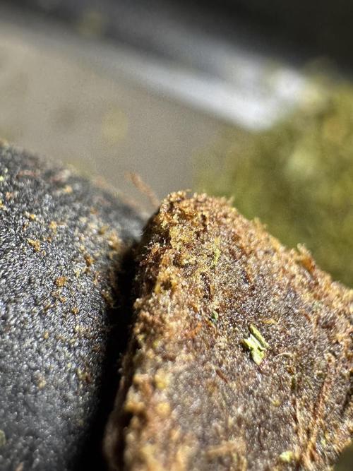 Dognabis 035 Permanent Marker (Zamnesia). Week 15 - Extra harvest day photos 