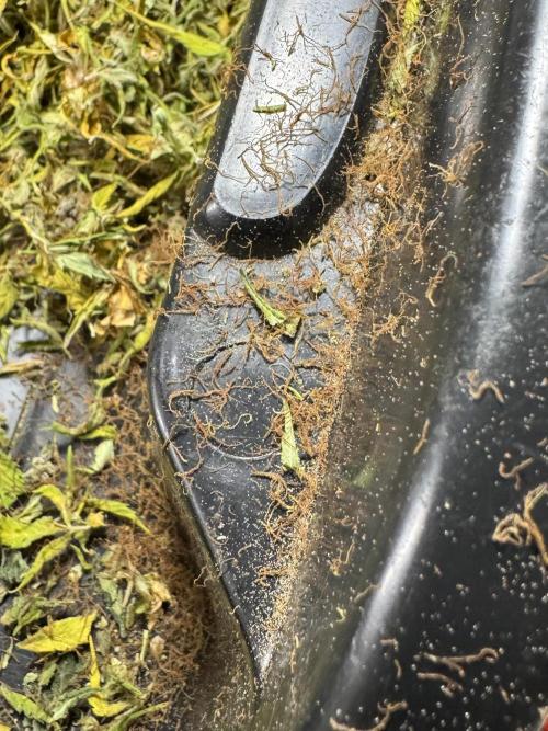 Dognabis 035 Permanent Marker (Zamnesia). Week 15 - Extra harvest day photos 