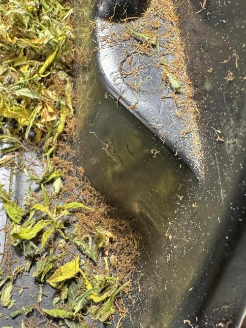 Dognabis 035 Permanent Marker (Zamnesia). Week 15 - Extra harvest day photos 