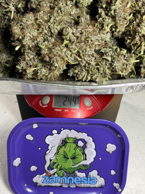 Dognabis 035 Permanent Marker (Zamnesia). Week 15 - Extra harvest day photos 