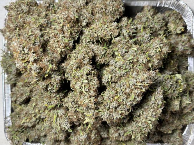 Dognabis 035 Permanent Marker (Zamnesia). Week 15 - Extra harvest day photos 