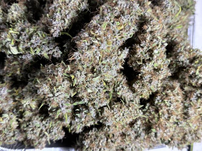 Dognabis 035 Permanent Marker (Zamnesia). Week 15 - Extra harvest day photos 