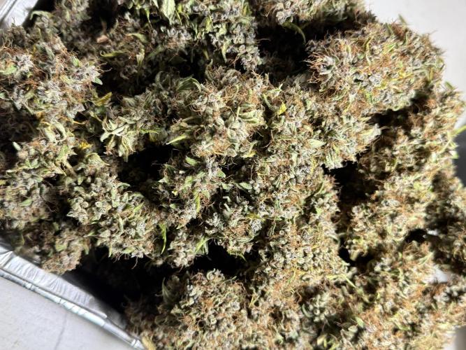 Dognabis 035 Permanent Marker (Zamnesia). Week 15 - Extra harvest day photos 