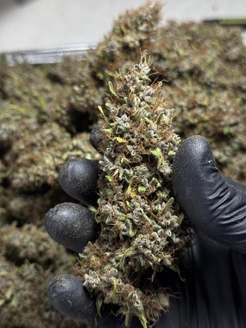 Dognabis 035 Permanent Marker (Zamnesia). Week 15 - Extra harvest day photos 