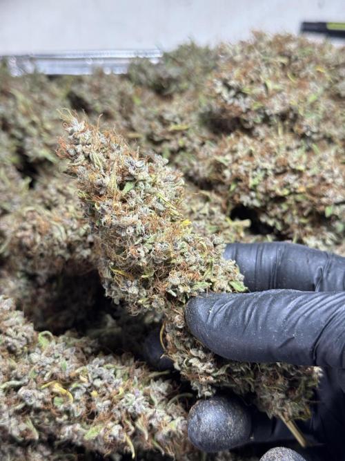 Dognabis 035 Permanent Marker (Zamnesia). Week 15 - Extra harvest day photos 