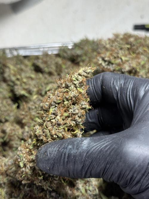 Dognabis 035 Permanent Marker (Zamnesia). Week 15 - Extra harvest day photos 