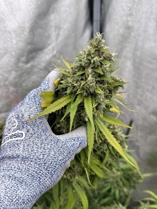 Dognabis 035 Permanent Marker (Zamnesia). Week 15 - Extra harvest day photos 