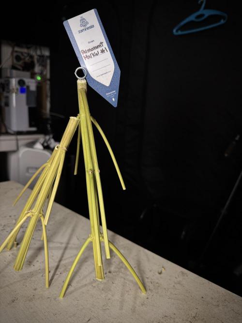 Dognabis 035 Permanent Marker (Zamnesia). Week 15 - Extra harvest day photos 