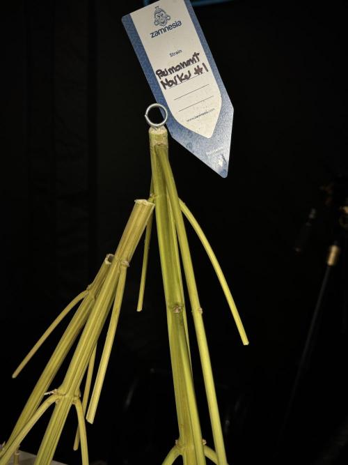 Dognabis 035 Permanent Marker (Zamnesia). Week 15 - Extra harvest day photos 