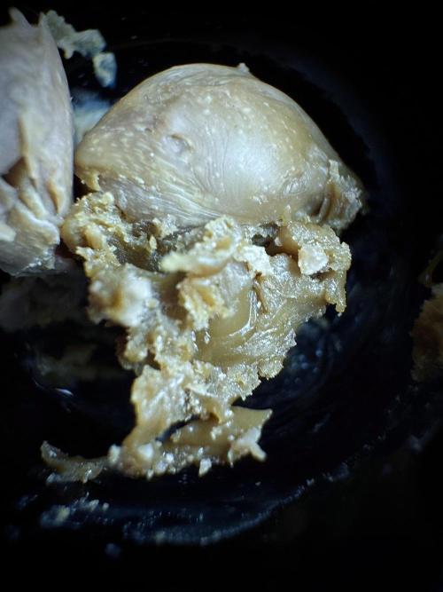 Dognabis 035 Permanent Marker (Zamnesia). Week 15 - Low temp 2 months cold cured 