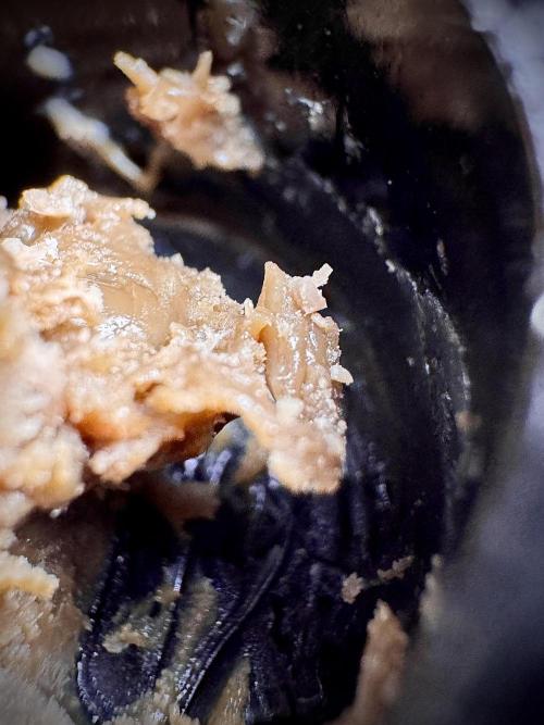 Dognabis 035 Permanent Marker (Zamnesia). Week 15 - Low temp 2 months cold cured 