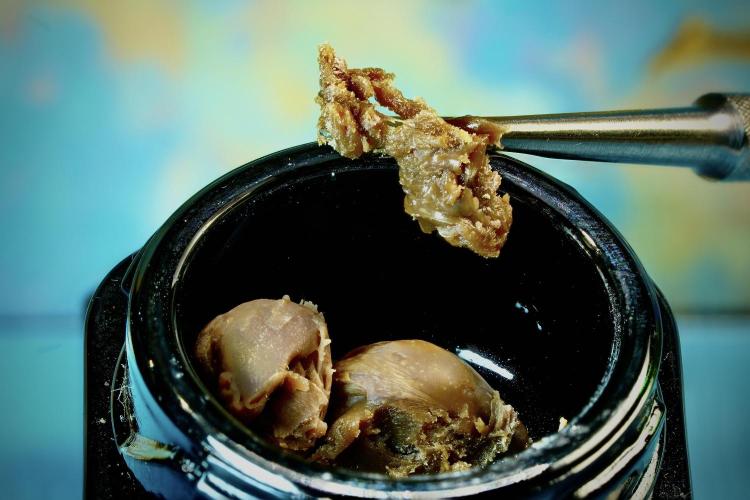 Dognabis 035 Permanent Marker (Zamnesia). Week 15 - Low temp 2 months cold cured Photo stack 