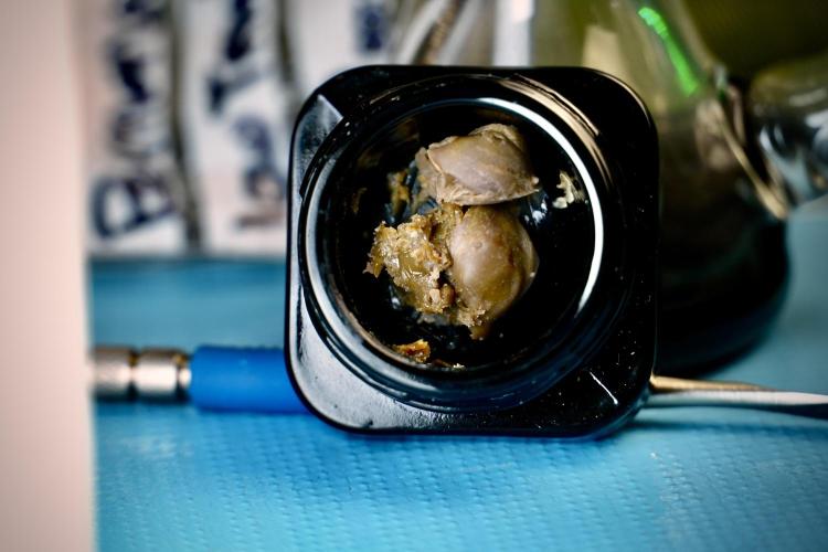 Dognabis 035 Permanent Marker (Zamnesia). Week 15 - Low temp 2 months cold cured 