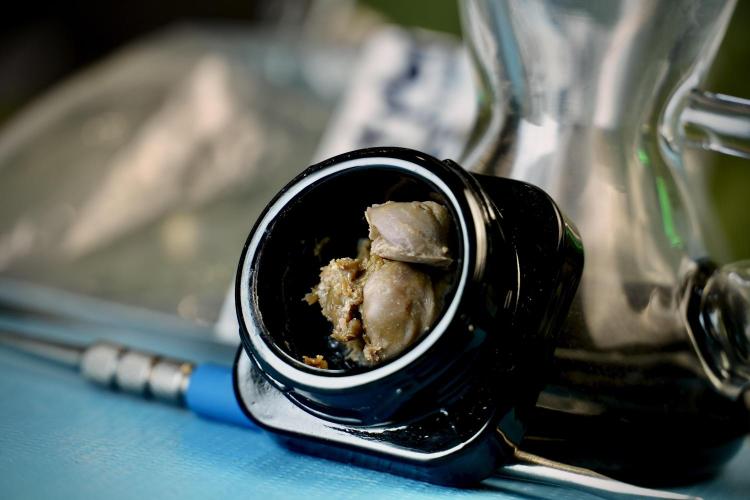 Dognabis 035 Permanent Marker (Zamnesia). Week 15 - Low temp 2 months cold cured 