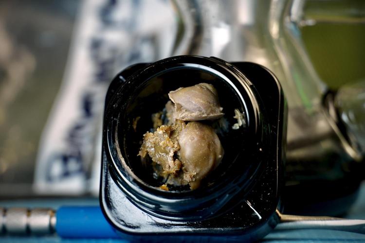 Dognabis 035 Permanent Marker (Zamnesia). Week 15 - Low temp 2 months cold cured 