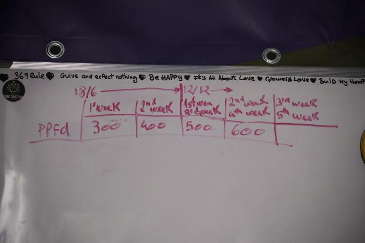 SOUR DIESEL-The Ascension of a Legend. Week 2 - Room and vibes 