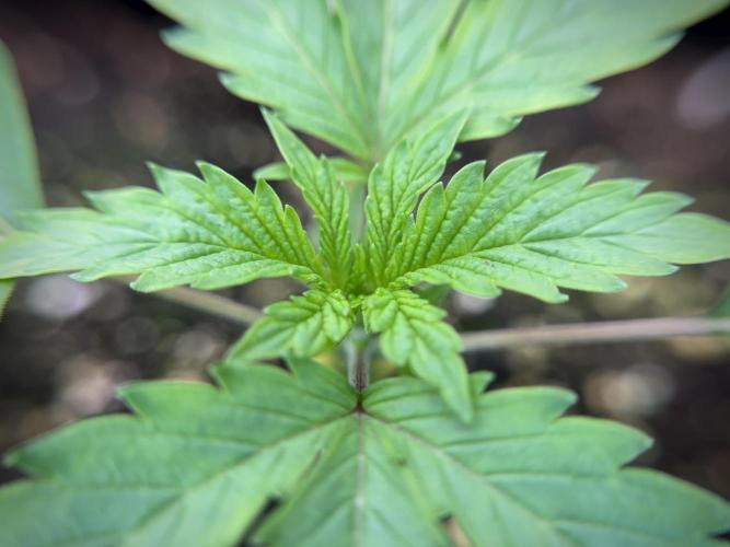 SOUR DIESEL-The Ascension of a Legend. Week 2 - SD