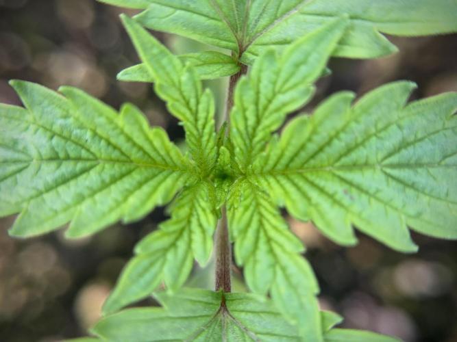 SOUR DIESEL-The Ascension of a Legend. Week 2 - SD