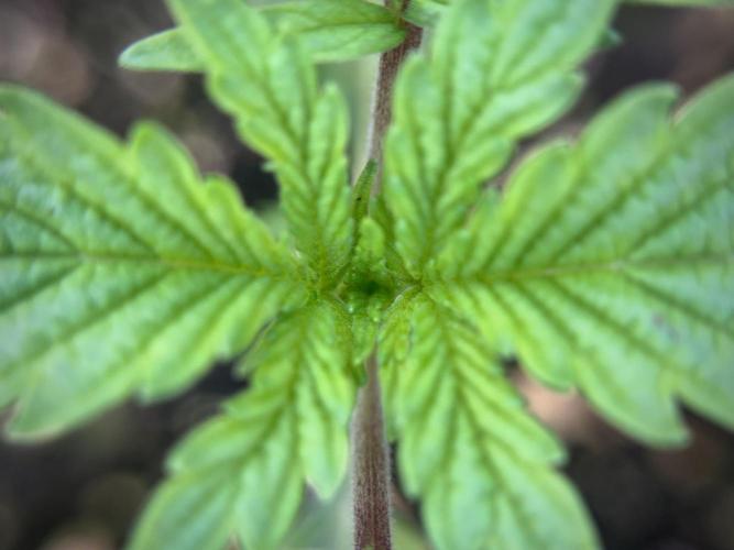 SOUR DIESEL-The Ascension of a Legend. Week 2 - SD