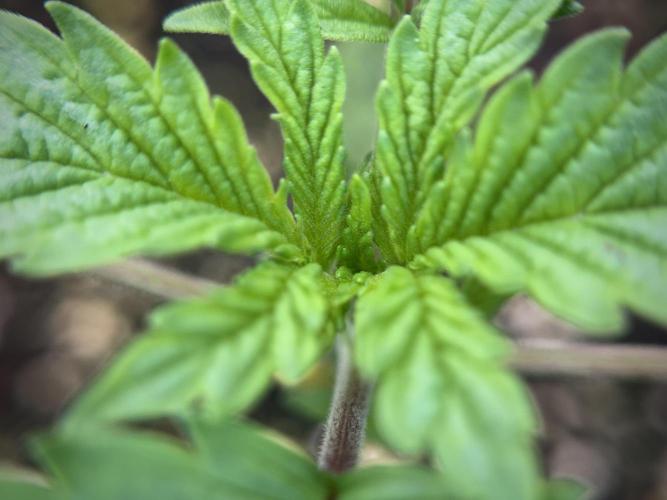 SOUR DIESEL-The Ascension of a Legend. Week 2 - SD