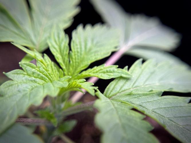 SOUR DIESEL-The Ascension of a Legend. Week 2 - SD