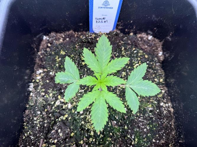 SOUR DIESEL-The Ascension of a Legend. Week 2 - SD