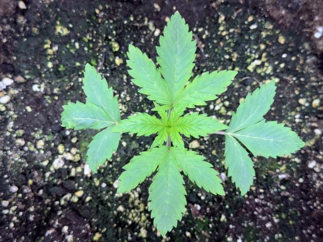 SOUR DIESEL-The Ascension of a Legend. Week 2 - SD