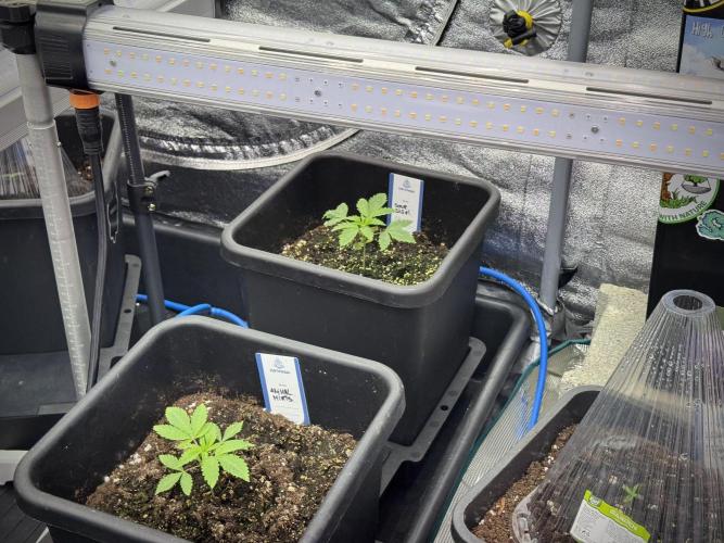 SOUR DIESEL-The Ascension of a Legend. Week 2 - SD