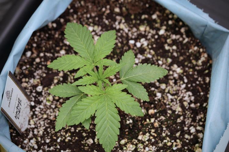 TicaL X Zamnesia-NectarDrip pack#268/750. Week 4 - Nectar Dripping 